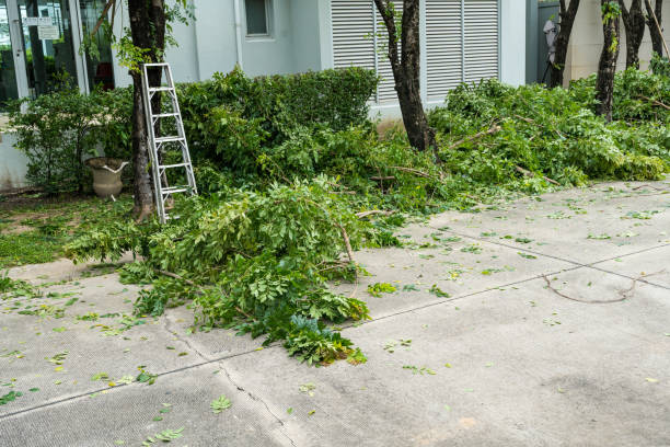 Why Choose Our Tree Removal Services in Pine Lakes, FL?