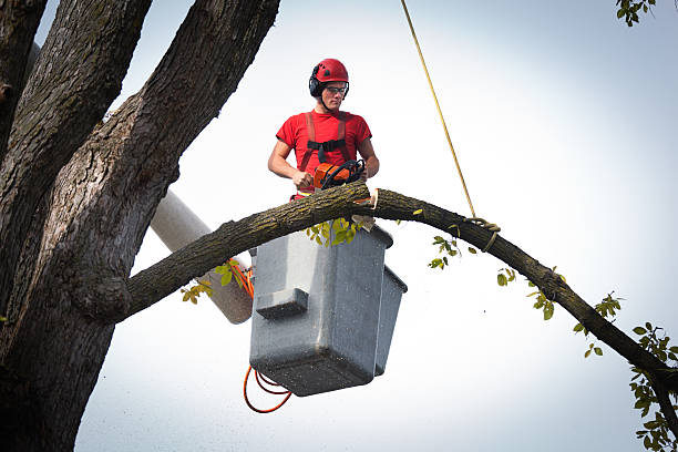 Professional  Tree Services in Pine Lakes, FL